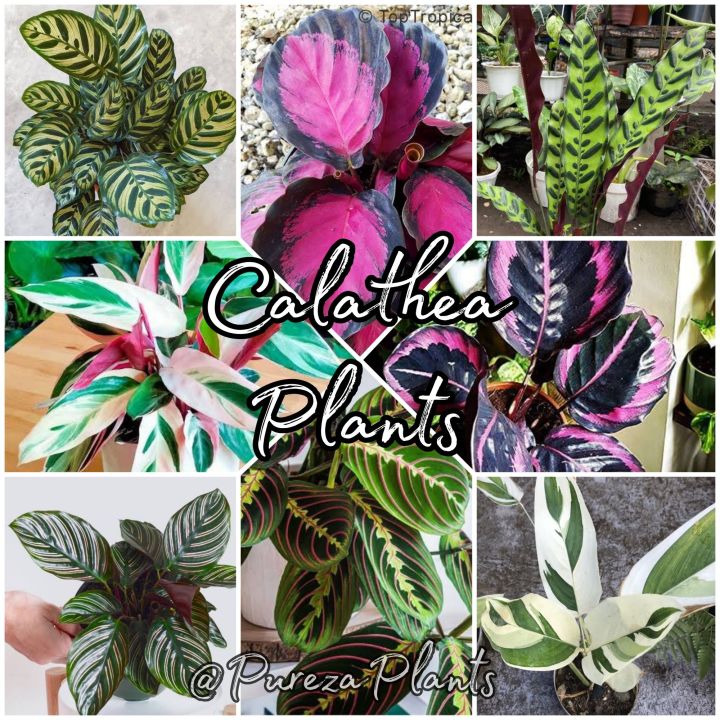 Calathea Variety Rooted Plant (RARE & COMMON) | Lazada PH