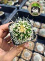 ถังทอง (Echinocactus grusonii)