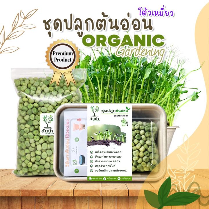 ชุดปลูกต้นอ่อนโต้วเหมี่ยว-เมล็ดเพาะงอก-เมล็ดพันธุ์ผัก-พร้อมปลูก-organic-100