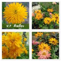 เมล็ดพันธุ์ ดอกบานชื่น แคคตัส สีเหลือง (Zinnia Cactus elegans) บรรจุ 60 เมล็ด