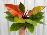 Philodendron Prince of Orange ฟิโลปริ้นออเรนต์ กระถาง8นิ้ว ฟอร์มสวย