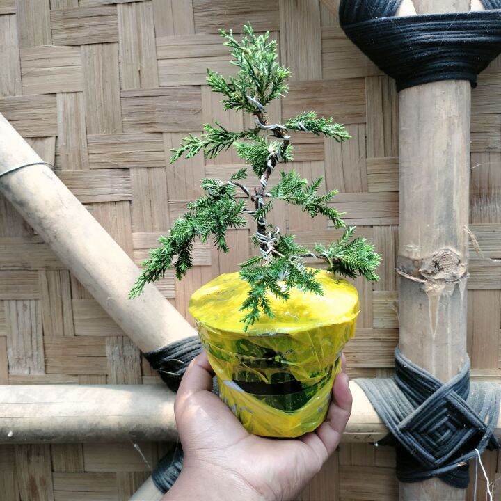 Bonsai Cemara Papua sudah dikawat | Lazada Indonesia