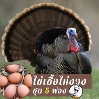 ไข่เชื้อไก่งวงชุด 5 ฟองสำหรับฟัก