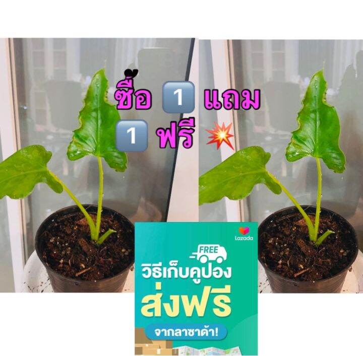 เลือกต้นไม้ให้แม่-โปร-1-แถม-1-ฟรี-วันเดียวเท่านั้น-ห่อเงินห่อทองชอบน้ำปานกลาง-สามารถรดน้ำได้ทุกวัน-วันละ-1-ครั้งและต้องการแสงมาก-แต่เป็นแสงทางอ้อมไม่ใช่แสงแดดตรง-ๆ-แสงรำไรผ่านแสลน-ปุ๋ยที่ใช้สามารถใช้ป