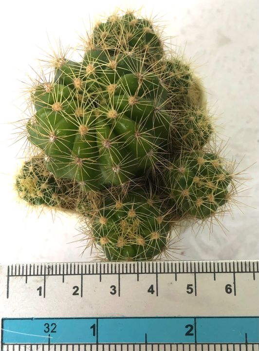 กระบองเพชร-แคคตัส-cactus-ดาวล้อมเดือน