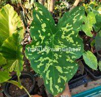 บอนเสีอพราน Alocasia Hilo Beauty ?พร้อมส่ง กระถาง4"?