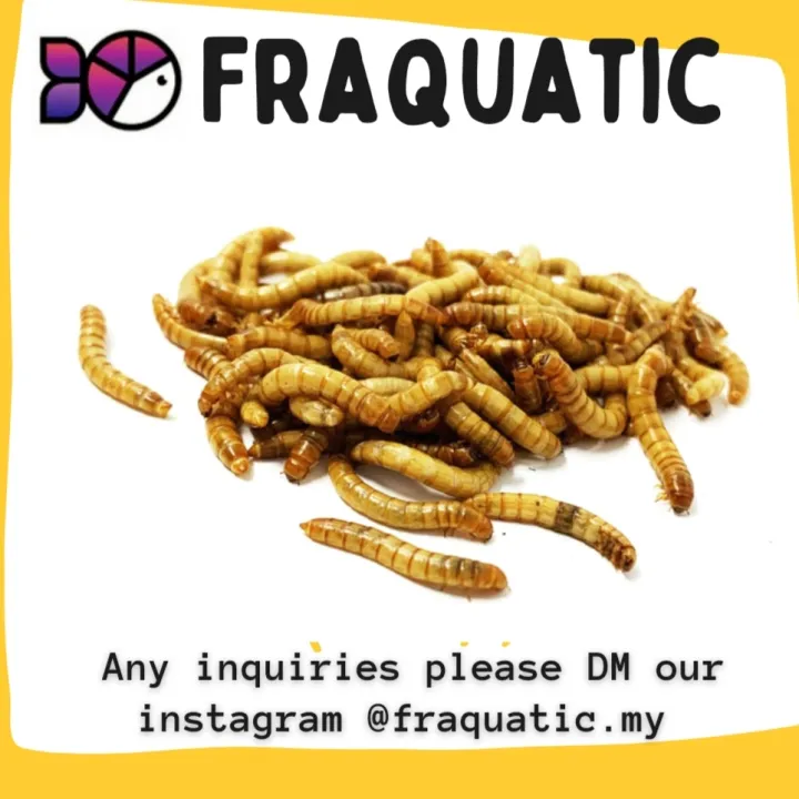 LIVE MEALWORM/ULAT ROTI HIDUP 20g (Price inclusive of polyfoam box