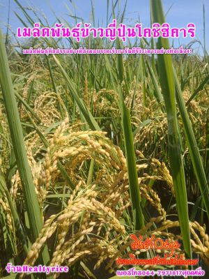 เมล็ดพันธุ์ข้าวญี่ปุ่นโคชิฮิคาริเเท้100%(ร้านHealty rice) เมล็ดพันธุ์ข้าวที่ดีที่สุดเพื่อเกษตรกรพันธุ์ข้าวญี่ปุ่นโคชิฮิคาริทนต่อโรคสูงดูเเลง่ายขายได้กำไรงามเป็นพืชเศรษฐกิจใหม่มาเเรง
