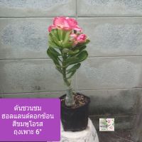 ต้นชวนชมฮอลแลนด์ ชวนชม ดอกซัอนสีชมพูโอรส ดอกเหมือนกุหลาบ สีหวานสดใส สวยงาม
Desert Rose/ Adennium Obesum
ถุงเพาะ 6"
เป็นต้นไม้มงคล
ฟอกอากาศได้
ทนแล้ง
ปลูกง่าย
ภาพถ่ายจากของจริง