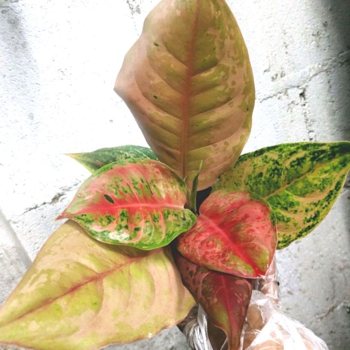 ประกายเพชร-ไม้มงคลในตระกูล-อโกลนีมา-aglaonema-ไม้หายาก-ไม้น่าสะสม-ไม้ฟอกอากาศ-แก้ปัญหาภูมิแพ้-สร้างความสดชื่นสบายตา