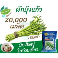 ผักบุ้งแก้ว 1 กิโลกรัม (20,000 เมล็ด)  ผักบุ้งใส่ก๋วยเตี๋ยว ผักบุ้งเย็นตาโฟ เมล็ดผักบุ้ง