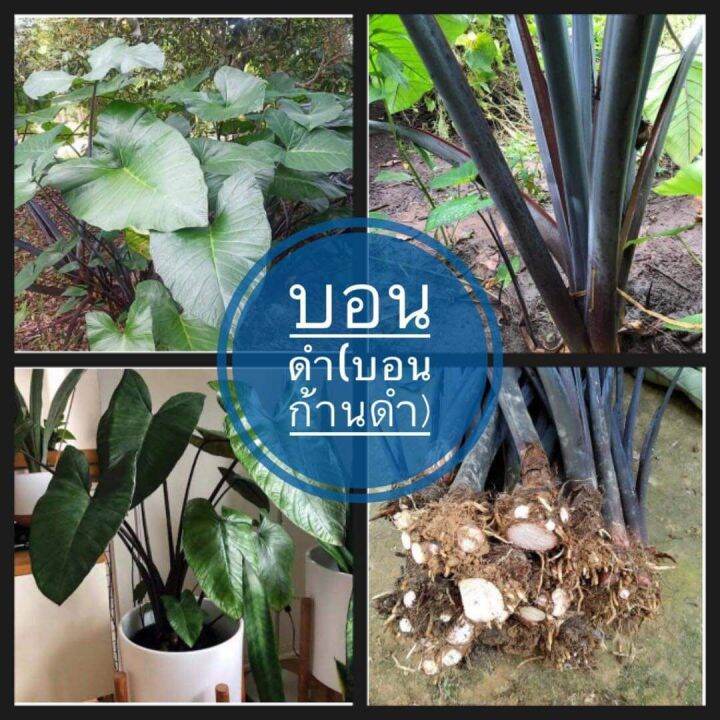 บอนก้านดำ1ต้น-ส่งเป็นต้นสูงประมาณ50ซม