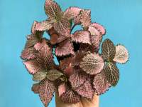 พรมออสเตรเลีย #nerve plant / Fittonia สีชมพูหวาน