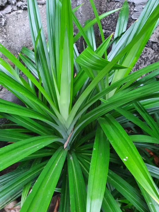 PANDAN live plant, fragrant pandan, pandan babae, rooted in a small pot ...