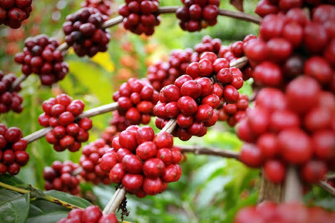 ต้นกาแฟอาราบิก้า-แบบเพาะเมล็ด-เป็นกาแฟที่ได้รับความนิยมเป็นอย่างมาก-ไม้พุ่มเตี้ยขนาดเล็ก-สายพันธุ์ที่หายาก-ปลูกได้ทุกพื้นที่-ดูแลง่าย-และให้ผลผลิตได้มาก