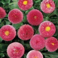 เมล็ดพันธุ์ ดอกเดซี่ สตอเบอร์รี่ คละสี ( Daisy strawberry )บรรจุ 10 เมล็ด ของแท้ นำเข้า