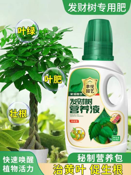 Pachira Macrocarpa Nutrient Solution Fertilizer Special Fertilizer Treatment of Yellow Leaves