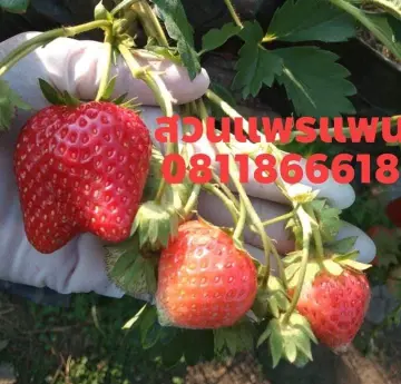 ไหลสตอเบอรี่ 80 ราคาถูก ซื้อออนไลน์ที่ - มิ.ย. 2023 | Lazada.co.th ไหลสตอเบอรี่ 80 ราคาถูก ซื้อออนไลน์ที่ - มิ.ย. 2023 | Lazada.Co.Th