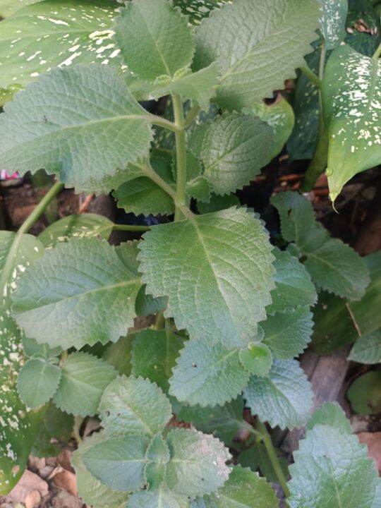 oregano herbal plants, real and live plants.. uprooted Lazada PH