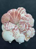 เปลือกหอยเชลล์สีสันสดใส Perforated colorful scallop shells 50g