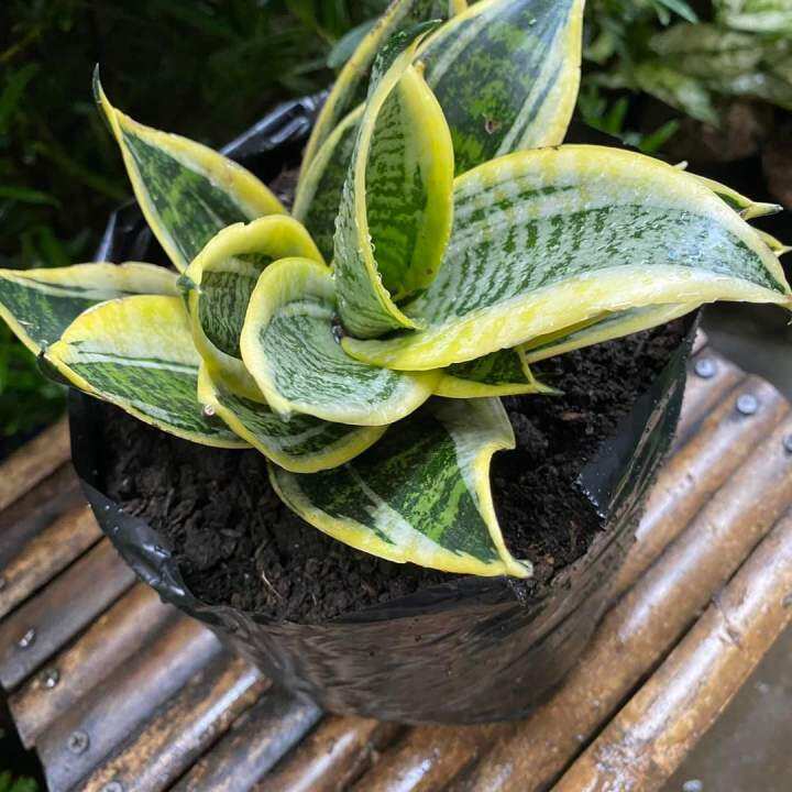 Live Plant Dwarf Sanseveria Green and Yellow Flowering Plant Indoor ...