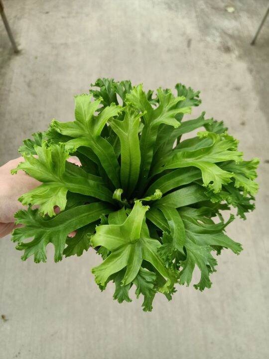 [Paling Horticulture Sdn Bhd] Crested Japanese Bird's Nest Fern Pokok