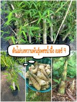 ต้นไผ่บงหวาน พันธุ์เพชรน้ำผึ้ง เบอร์ 9 ต้นลำใหญ่ พร้อมปลูก