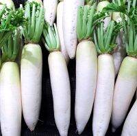 เมล็ดพันธุ์ ผักกาดหัว ไดคอนญี่ปุ่น (Japanese Minowase Daikon Radish Seed) บรรจุ 50 เมล็ด