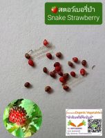 เมล็ดสตอว์เบอรี่ป่า Snake Strawberry

20 เมล็ด 50 บาท