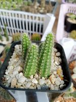 อิชินอปซิส คาเมซีรีอุส กระบองเพชร แคคตัส (Cactus)