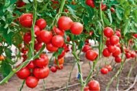 เมล็ด มะเขือเทศ เอซ55 (Ace 55 Tomato Seed) บรรจุ 10 เมล็ด มะเขือเทศ