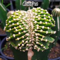 *ซื้อ1 แถม1* กระบองเพชร แคคตัส (Cactus) ไม้กราฟ LB 2178 แท้ 11-13 พู (รูป1-2 รูปต้นย่า/ยาย เป็นคริสตาต้าตองอ่อน,รูป3ตัวอย่างต้นแม่) กราฟตอ 3 เหลี่ยม