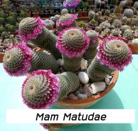 [ถูกที่สุด] Mammilalia Matudae, cactus ,succulent แคคตัสแมมมิลลาเลียมาตูเด   กระบองเพชร ไม้อวบน้ำ ไม้ประดับ