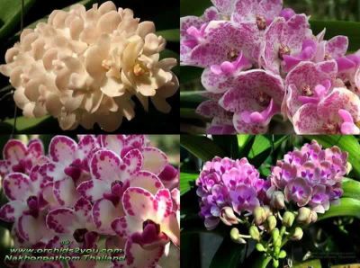 ต้นกล้วยไม้ตระกูลช้างดอกคละสี กลิ่นหอมมาก( Rhynchostylis Gigiantea)