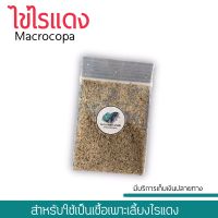 Ratjat ไข่ไรแดง ไข่ไรมาโคร M.macrocopa (0.25ก.ไม่รวมน้ำหนักซอง)