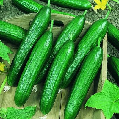 เมล็ดพันธุ์ แตงกวาดัช (Dutch Green Cucumber Seed) บรรจุ 10 เมล็ด