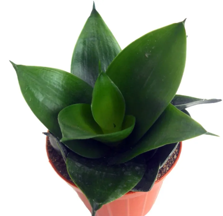 Snake plant Jade Hahnii with FREE fertilizer and pot Lazada PH