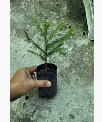 ต้นสนฉัตร (Norfolk island pine)🌲 สูง 10-15 ซม. ถุงขนาด 3 นิ้ว พร้อมลงดินได้เลยย ปลูกง่าย โตเร็ว ทนแล้ง ทนฝน