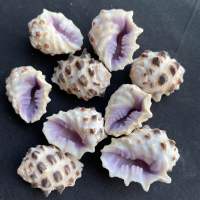 เปลือกหอยทะเลปากสีม่วง purple mouth seashells 50g เปลือกหอยนางรมธรรมชาติหายากสำหรับตกแต่งบ้านและสะสม 2-3.5cm