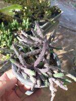 Huernia X pandurata
