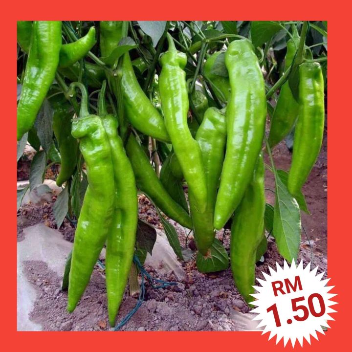 C1 Biji Benih Lada Cili Besar 80ps Big Horn Pepper Seeds 大牛角椒种子