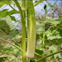 เมล็ดพันธุ์ กระเจี๊ยบขาว บลอนดี้  (Blondy Okra Seed)  บรรจุ 5 เมล็ด  คุณภาพดี ราคาถูก ของแท้ 100%