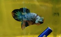 ปลากัด by FNbetta aoc candy fin nemo ผู้ ปลาสวยงาม ปลากัดแฟนซี โค่ย hmpk betta สินค้าตรงปก มีประกัน พร้อมรัด ส่งเร็ว ส่งจริง มีเครดิตในเฟสเพียบตามไปเช็คได้ที่ sompol kongsompart มีทุกเกรด ราคาปลีกส่ง ส่งทั้งในประเทศและต่างประเทศ ปลาเกรด ปลาจำนวน ราคาถูก