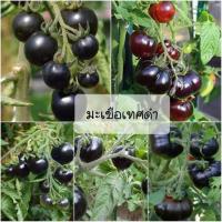 เมล็ดพันธุ์ มะเขือเทศ สีดำมินิ หรือ ???มะเขือเทศไข่มุกดำ ( Black Pearl Tomato Seed ) บรรจุ 20 เมล็ด