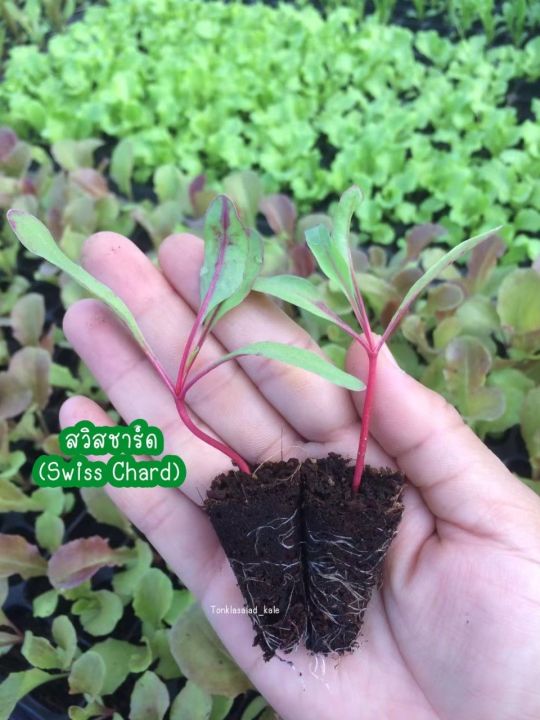 ต้นกล้าผักสวิสชาร์ด-swiss-chard-ต้นละ7บาท-พร้อมส่ง-ไม่พรีออเดอร์