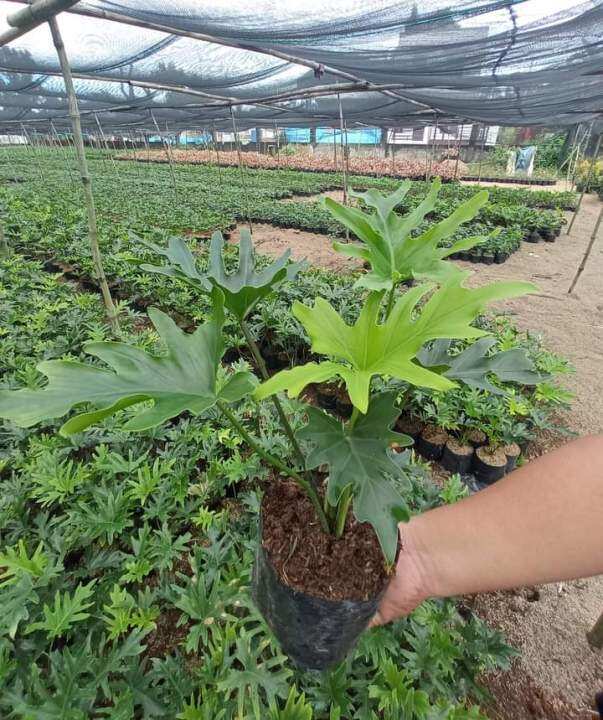 Selloum Plant Sahod YAMAN 5 to 7inches tall Luzon only please Lazada PH