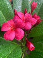 ต้นลีลาวดีแคระ ลีลาวดี สีแดง สายพันธุ์ แดงวาสิฏฐี  (Plumeria rubra Linn.)วาสิฏฐี, Grove Farm, Red Moragne, India, ลักษณะ กลีบดอกหน้านอกเป็นช่อพุ่มใหญ่ สีแดงสวย มีกลิ่นหอม ขนาดต้นสูงประมาณ 30-40cm จัดส่งในกระถาง 10 นิ้ว รับประกันหารจัดส่ง