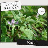 เมล็ดผักเสี้ยน เมล็ดพันธุ์ผัก เมล็ดผัก 10แถม1 คละได้