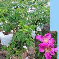 Rugosa Rubra · กุหลาบญี่ปุ่นสีชมพู