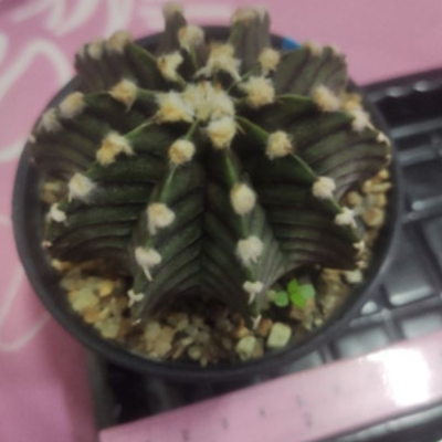 1 กระถาง ต้นแคคตัส Gymnocalycium LB แคคตัสไร้หนาม ยิมโน แอลบี : dddOrchids คัดสรรสินค้าคุณภาพ